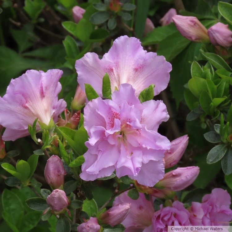 pink flowers