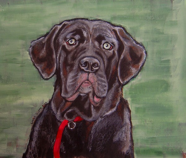 italian mastiff