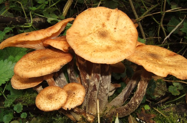 Bunch of toadstools