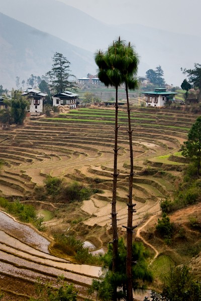 Wangdi Rice Paddies