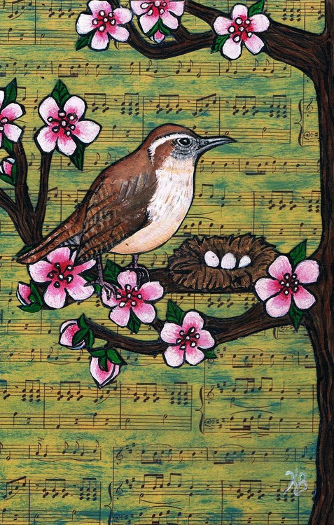 Carolina Wren