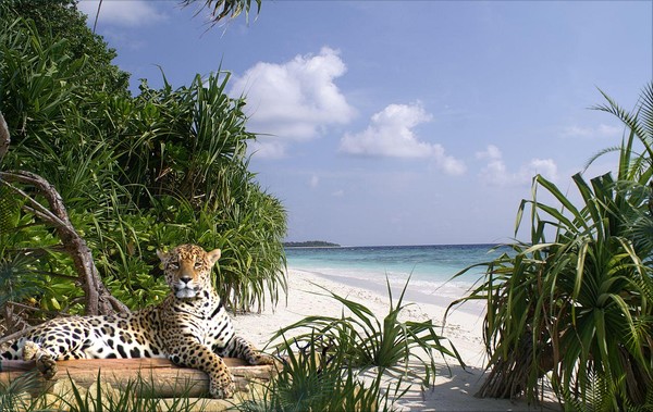 1092-Jaguar Tropical Beach Refuge