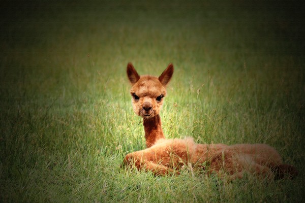 Sunning in the Meadow