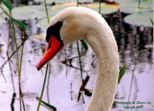 Swan