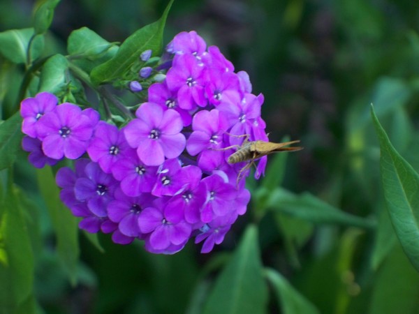 Nature At Work