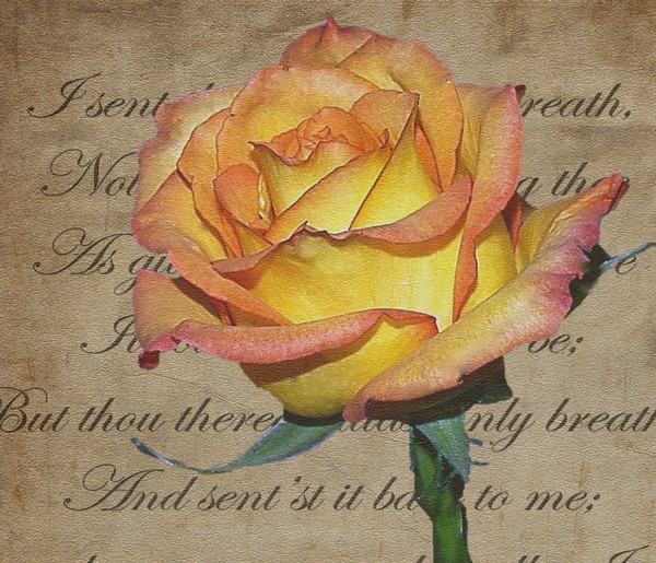 Romantic Rose