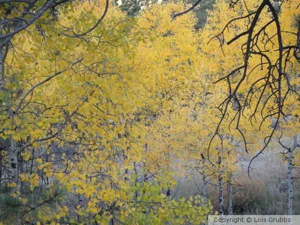 Fall Foilage Sept 2011 My camera 015