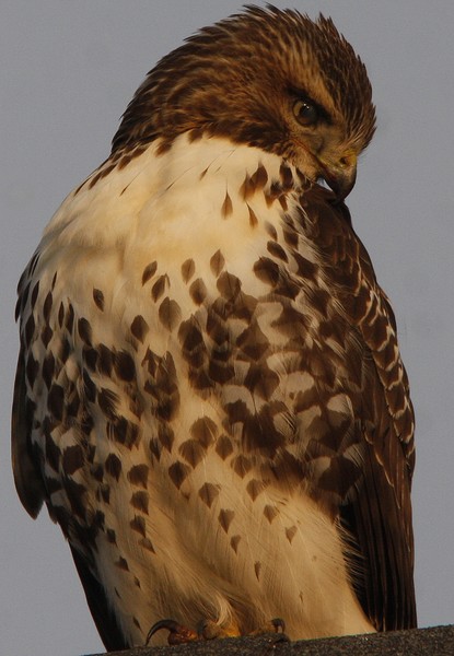 Red Tail Hawk on a roof top!