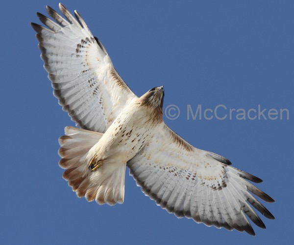 Red Tail Hawk in Flight!