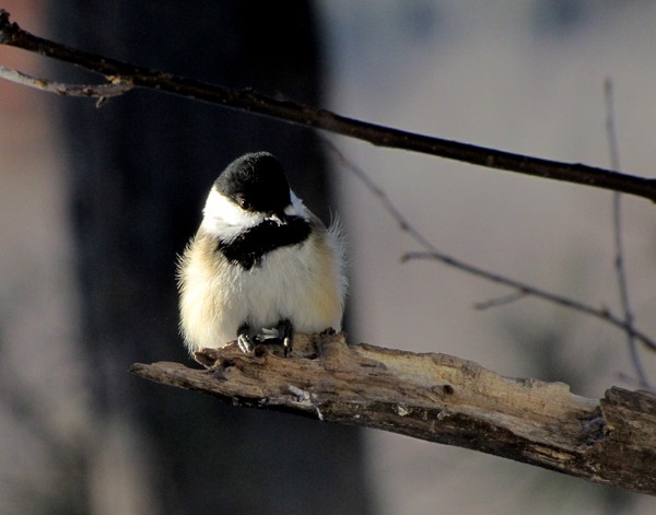 Chickadee at -14 degrees