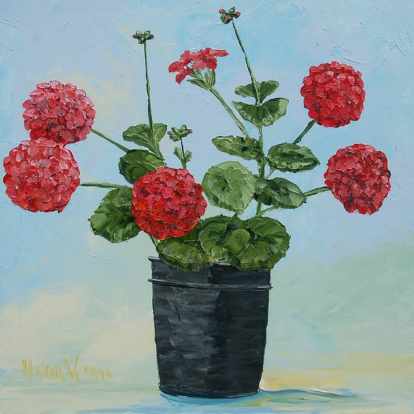Geraniums