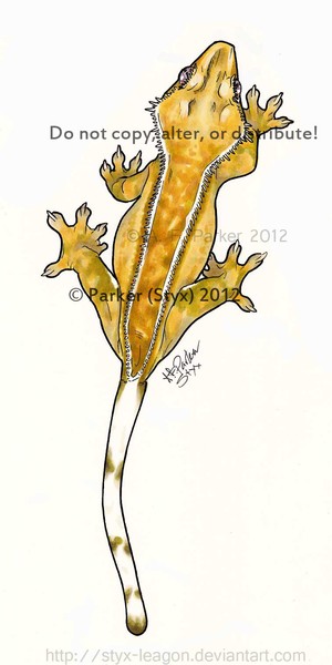 Yellow Pinstripe Crested Gecko – Dorsal View