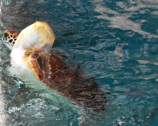Flipper