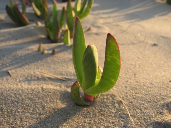 Ice Plant in Pismo