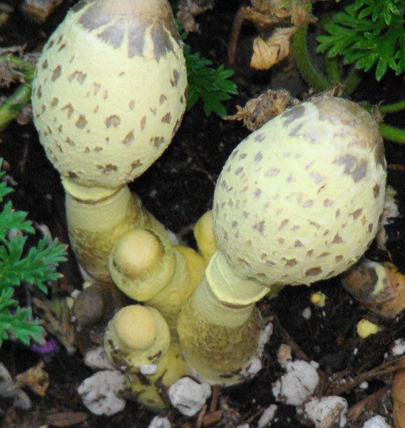 Fungus Among us