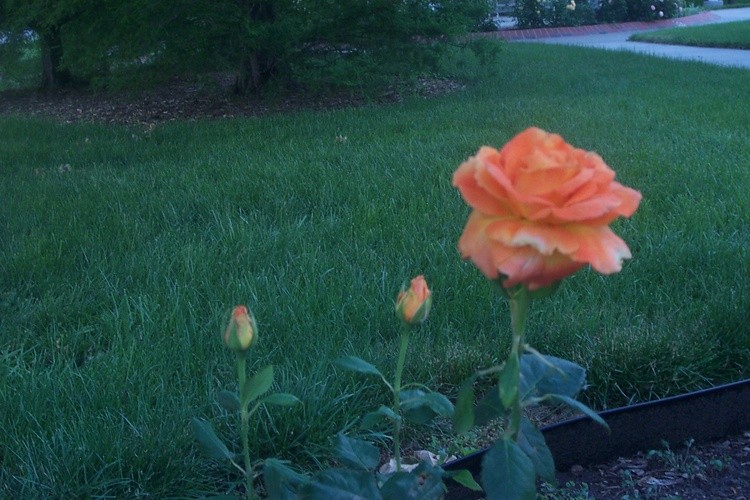 Baby Buds