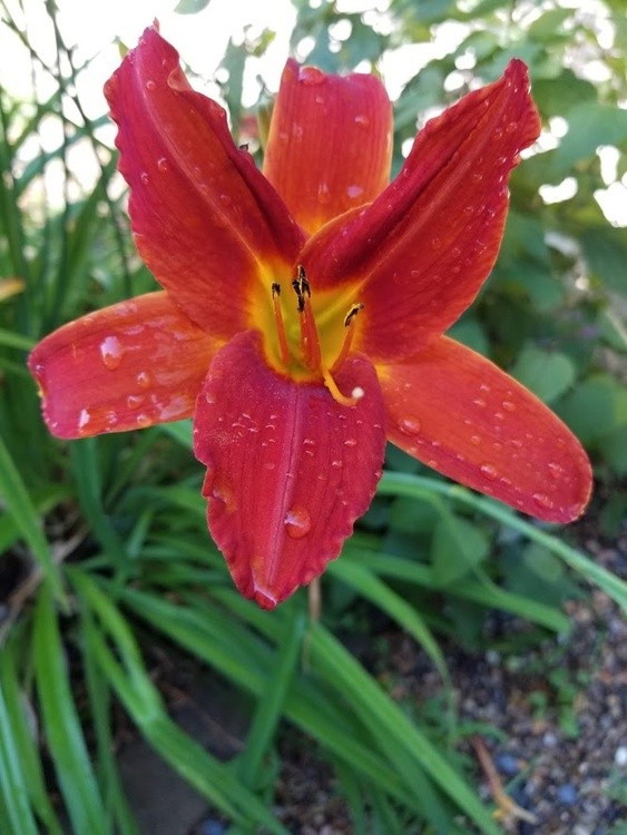 Red Day Lily