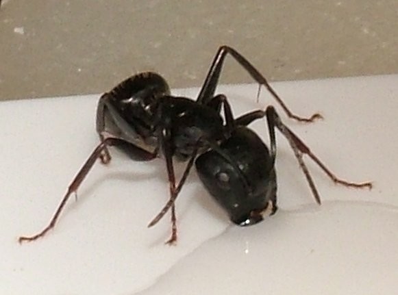 Black Ant