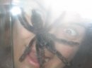 spider