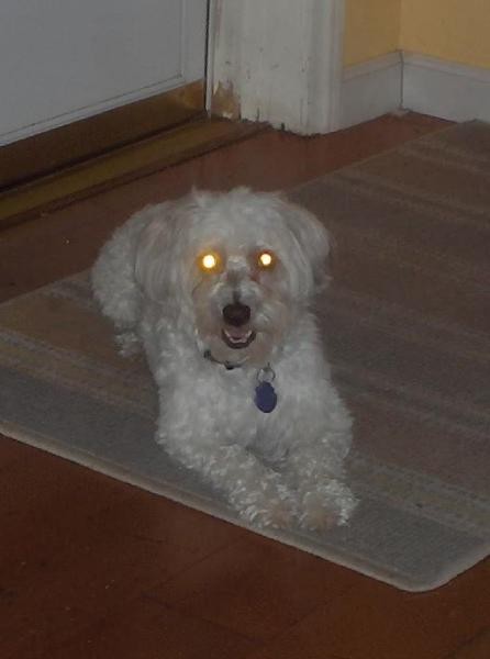 DOG