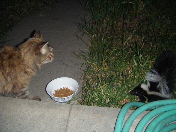 First Encounter
