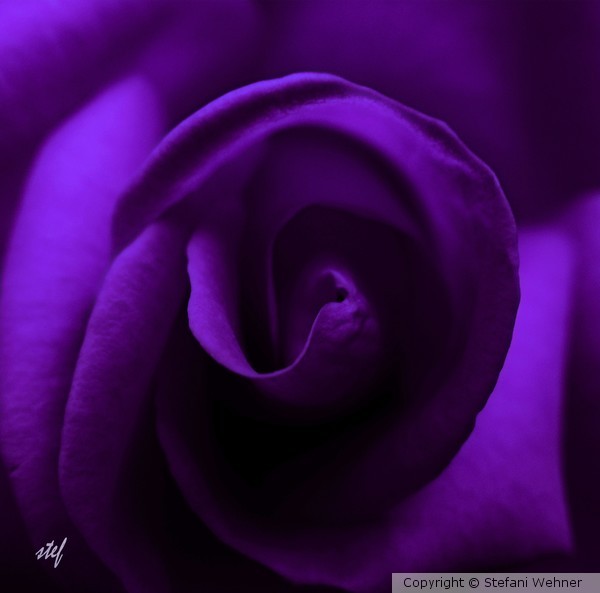 deep purple
