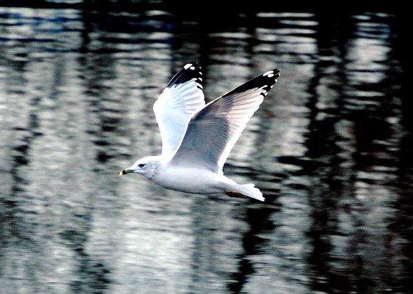 White Bird