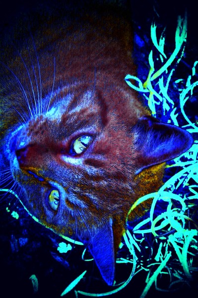 CHAUNCEY BEING BLUE