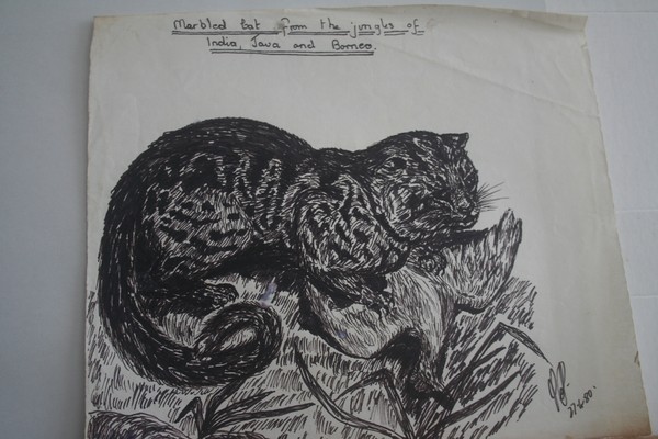 Marbled wild cat