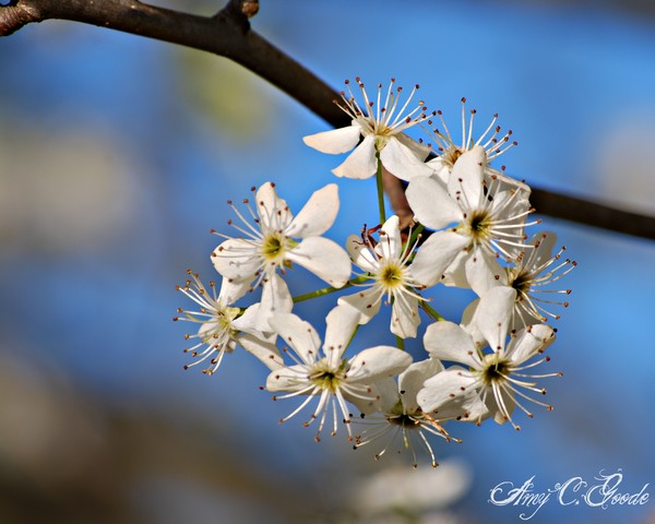 Bunch of Blooms