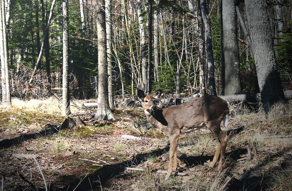 The Yearling