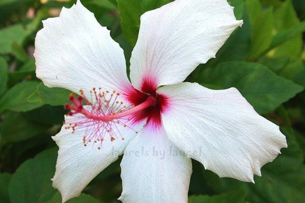 Hibiscus in White and Maroon