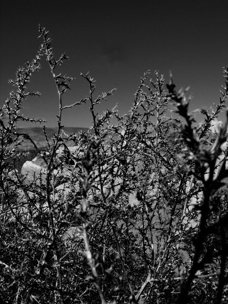 Shrubs