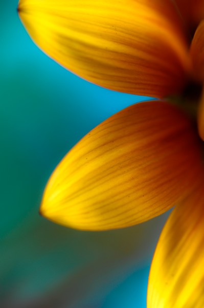 Ashley's Flower