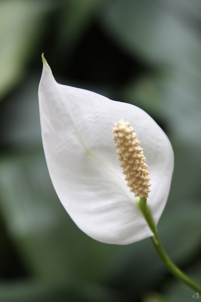 Peace Lily