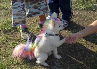 Halloween Dog