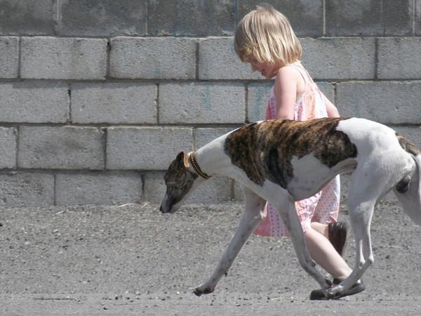 Whippet training