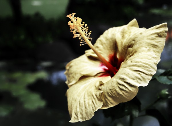 Yellow Flower