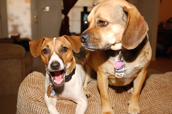 Silly pups