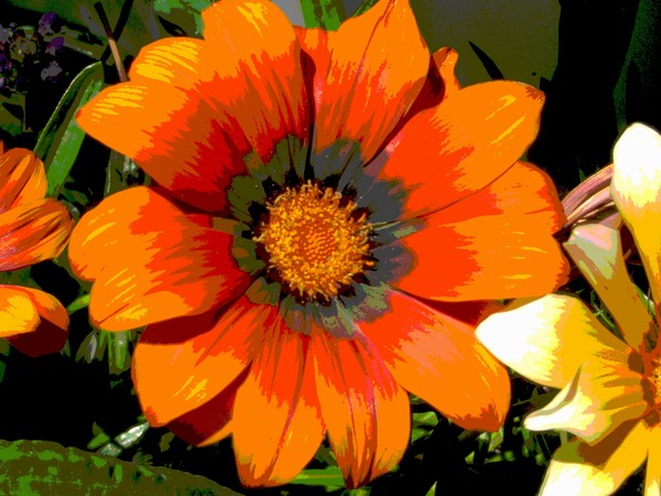 Zaney Zinnia