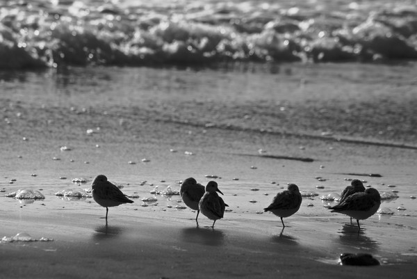 The Huddle