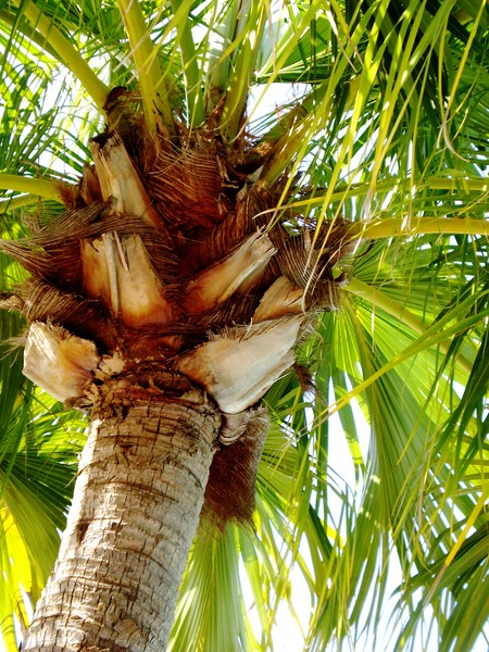 Palm