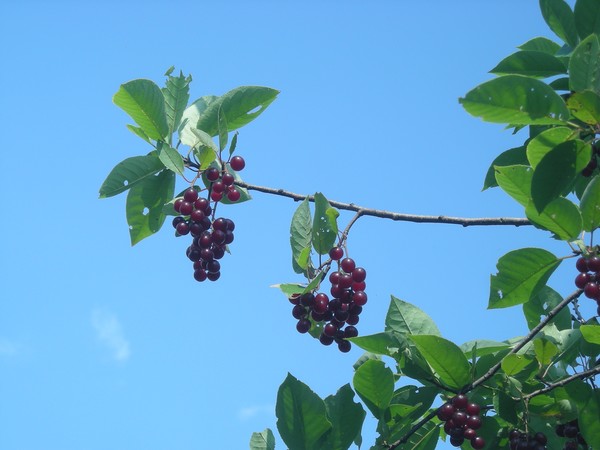 chokecherries