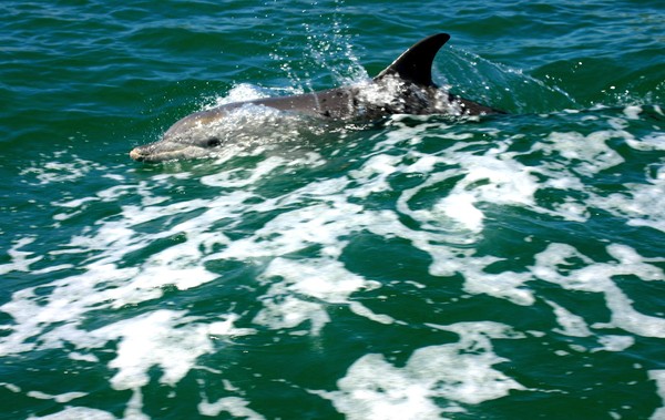 Dolphin