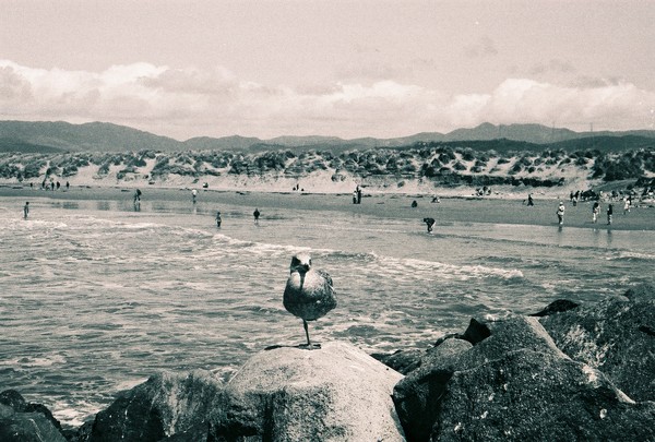 One Legged Gull