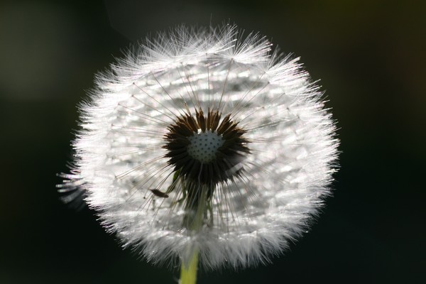 Dandy Dandelion
