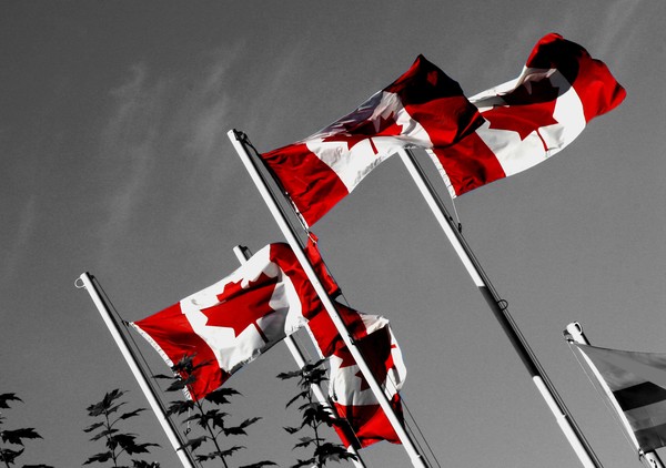 Maple Leaf