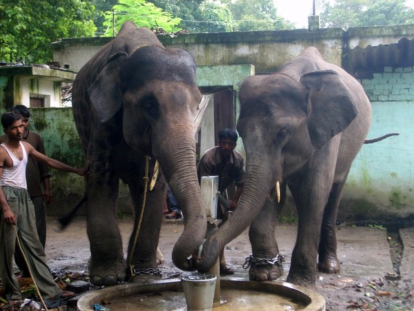 dudhwa ELEPHANT
