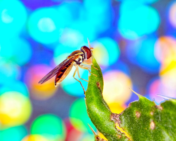 Another Fly