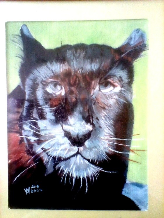 A rare African Black Leopard